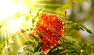 Rowan for cleansing blood vessels — 3 recipes from red and black berries to strengthen arteries and improve brain function