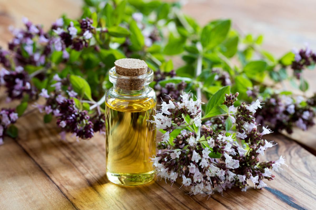 Oregano — 9 medicinal properties and contraindications of the herb for the body, the use of oregano