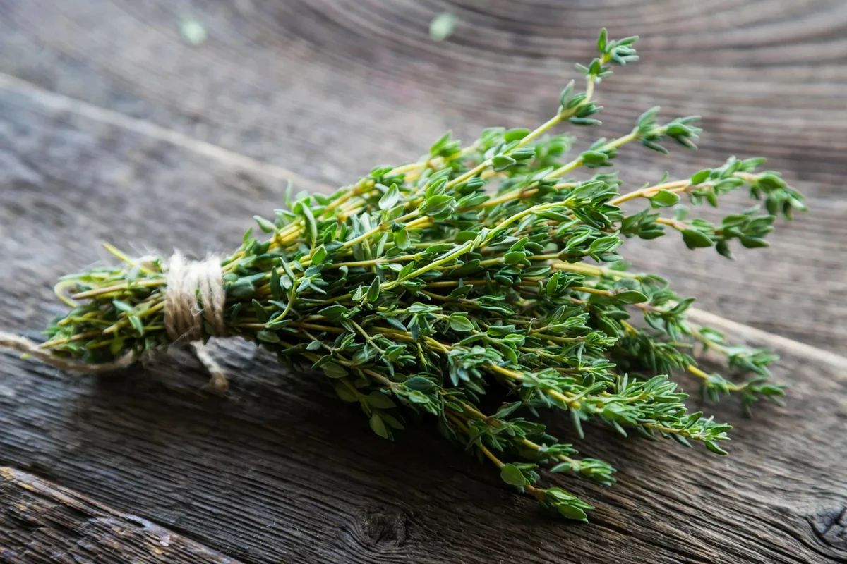 Thyme — 8 medicinal properties and contraindications, the use of herbs in medicine