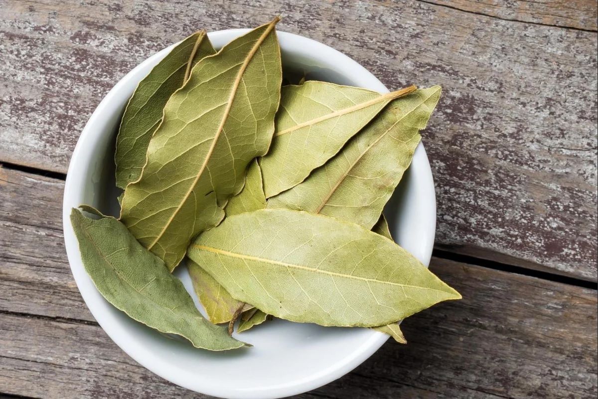 Bay leaf — 7 medicinal properties and contraindications, use for body health