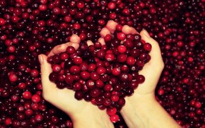 Cranberries for the heart — 3 facts about the benefits and harms in combination with honey and horseradish, the treatment of vascular diseases using mixtures from this berry