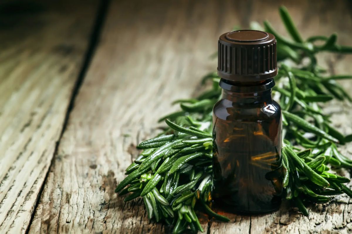 Tea tree oil — 10 properties and applications, as well as effects on body health