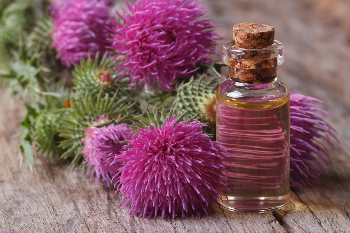 8 useful properties of milk thistle oil, application and contraindications