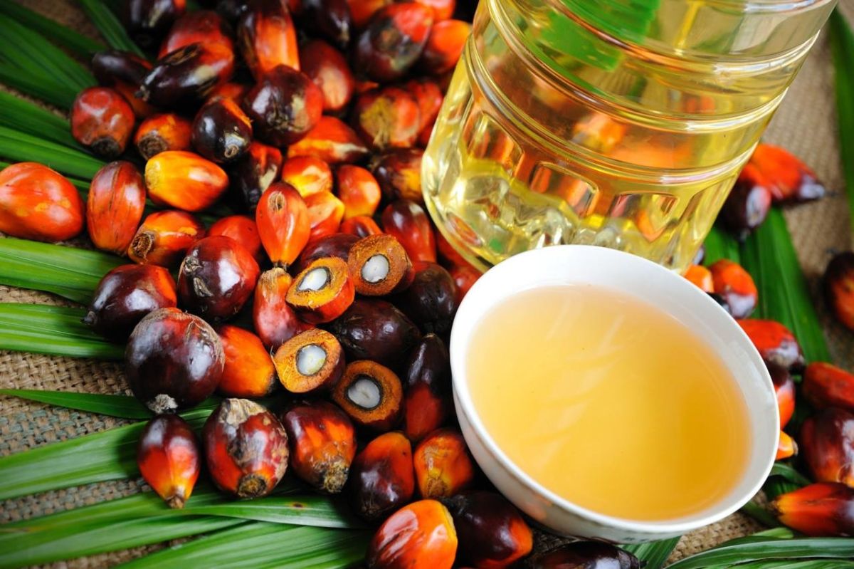 Palm oil is harmful and beneficial to the health of the body