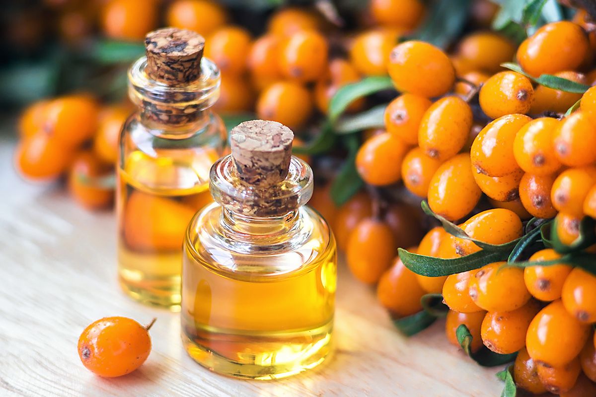 8 medicinal properties of sea buckthorn oil, application and contraindications